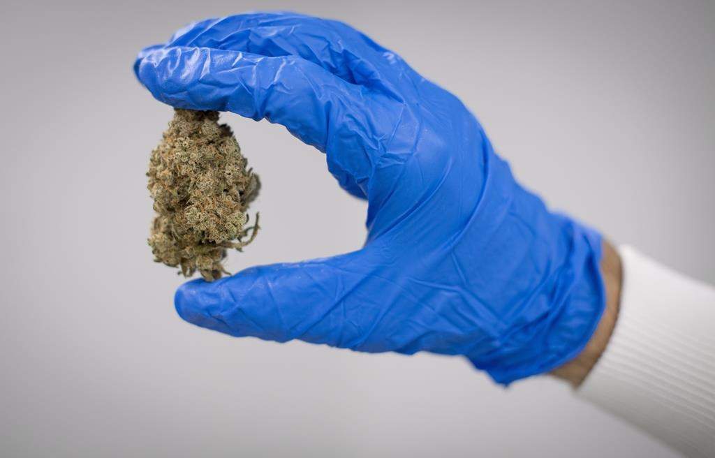 A cannabis flower after being harvested and dried is seen in Langley, B.C., Tuesday, Oct. 9, 2018. THE CANADIAN PRESS Jonathan Hayward.
