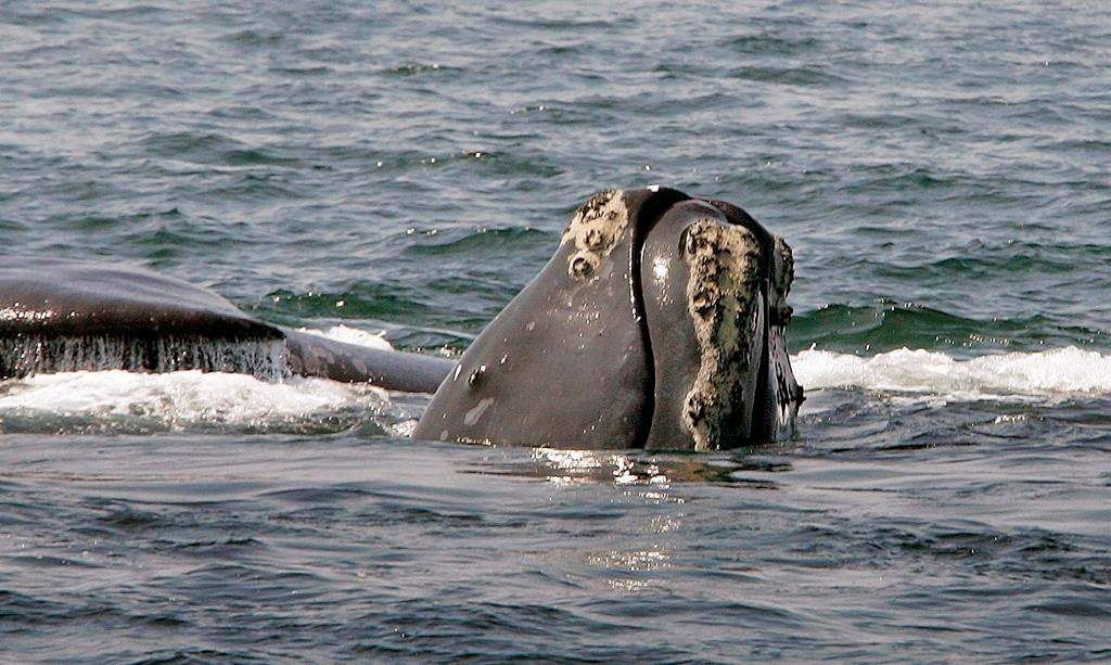 The head of a North Atlantic right whale peers up from the water as another whale passes behind in Cape Cod Bay near Provincetown, Mass. on April 10, 2008.