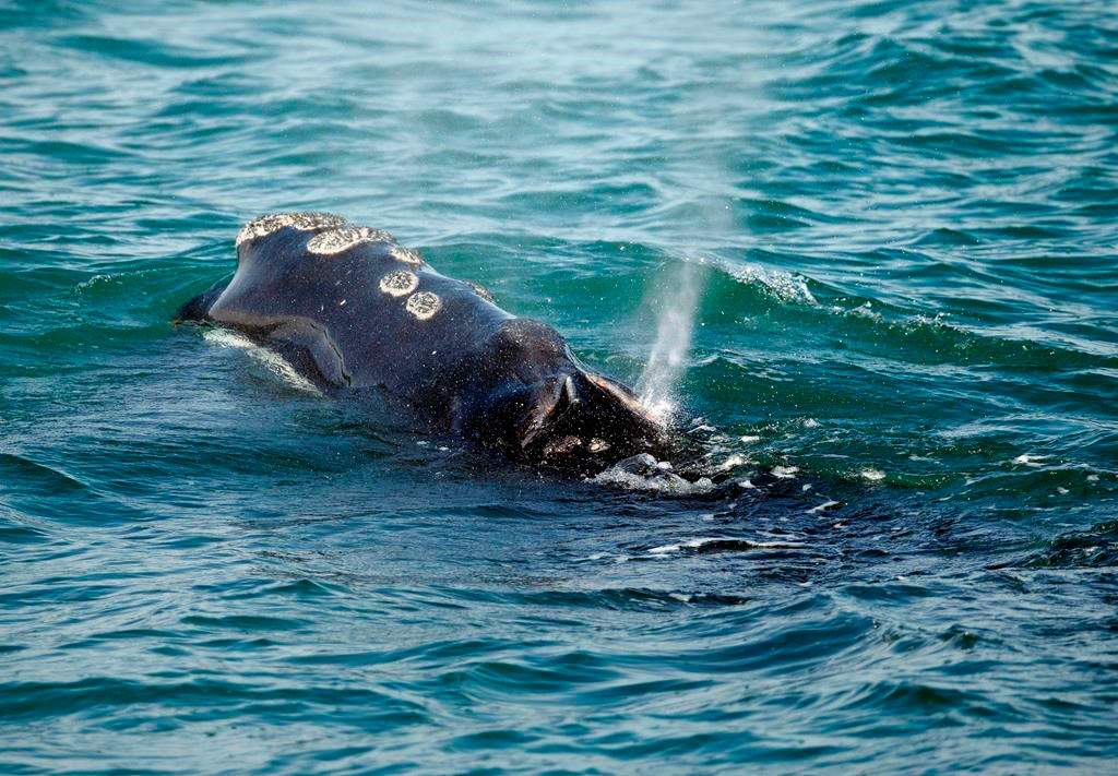 A North Atlantic right whale feeds on the surface of Cape Cod bay off the coast of Plymouth, Mass., on March 28, 2018.