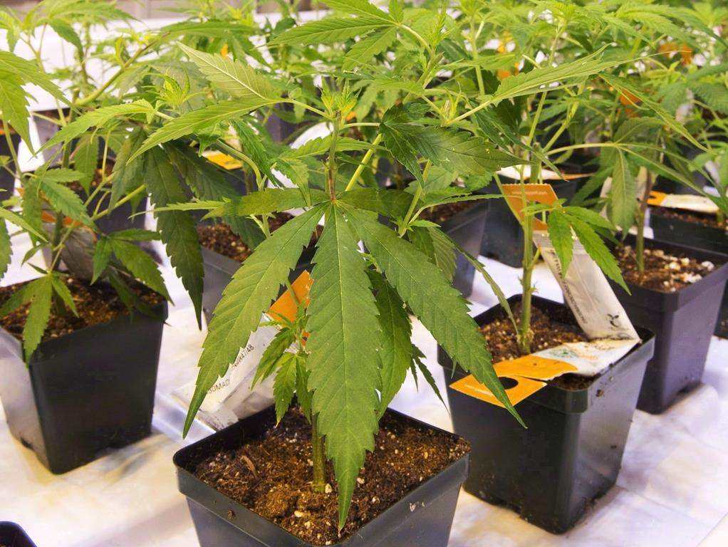 Cannabis seedlings at the Aurora Cannabis grow facility in Montreal on Friday, Nov. 24, 2017. THE CANADIAN PRESS/Ryan Remiorz.