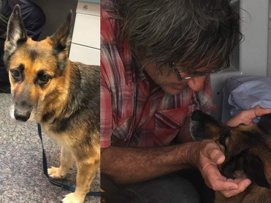 Heidi the dog tread water for 11 hours, leading to her owner's rescue after his boat capsized in an Australian bay.