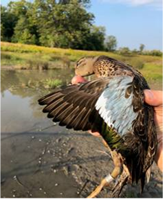 A family of Blue-Winged Teal ducks was discovered by Environment and Climate Change Canada while conducting waterfowl work at the Dingman Creek Erosion Control Facility.