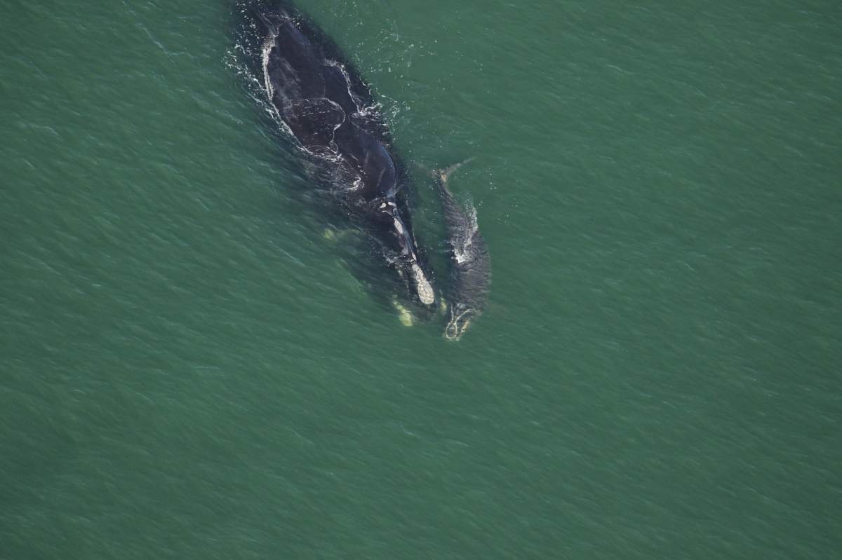 Echo was spotted with her calf off Atlantic Beach, Fla. Echo is 24 years old, and this is her third calf.