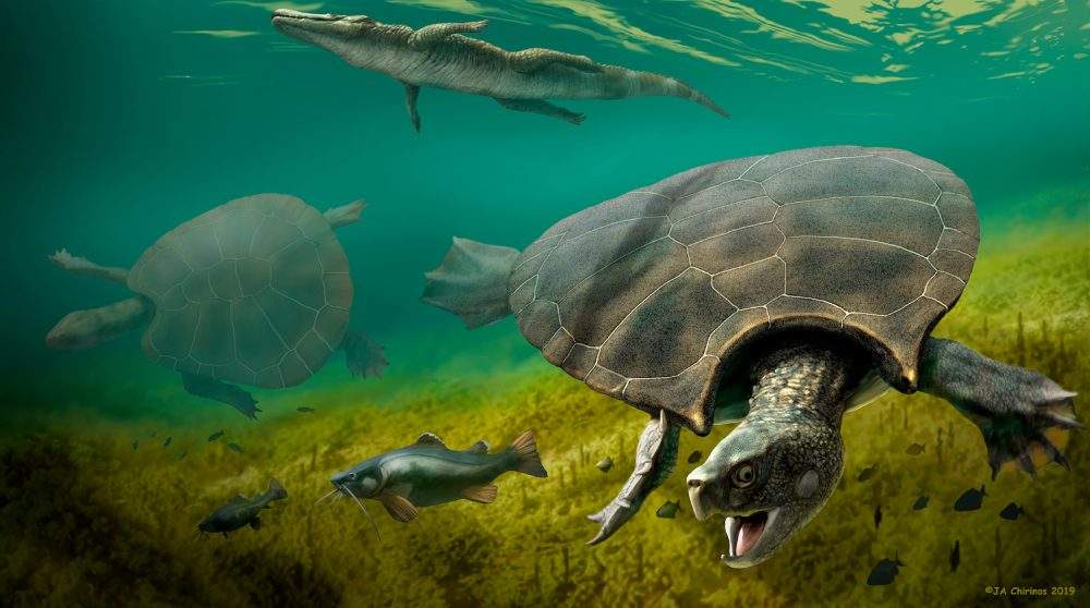 The huge extinct freshwater turtle Stupendemys geographicus, which lived in lakes and rivers in northern South America during the Miocene Epoch, is seen in an illustration released Feb. 12, 2020.