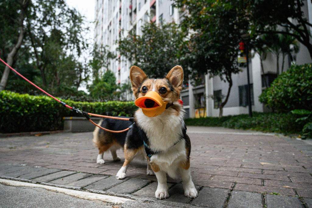 A dog wears a mask to protect against viruses on Feb. 4, 2020 in Guangzhou, China.