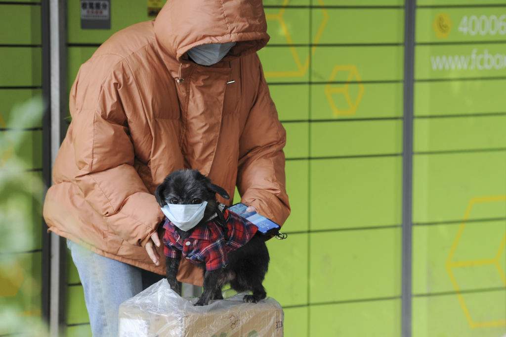 A pet dog goes out for a walk wearing a mask on Feb. 18, 2020 in Hefei, Anhui, China.