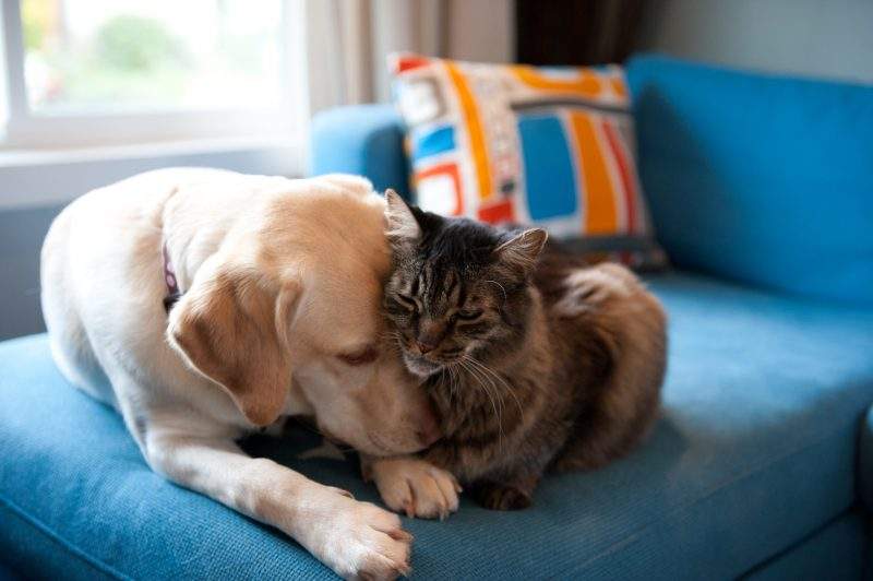 Dog and cat on couch. 