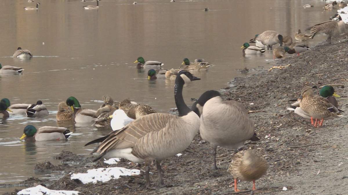 Geese at Vernon's Kin Beach. 
