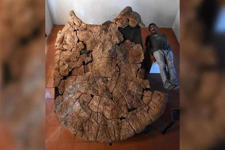 Venezuelan paleontologist Rodolfo Sánchez is shown with the fossilized shell of Stupendemys geographicus.