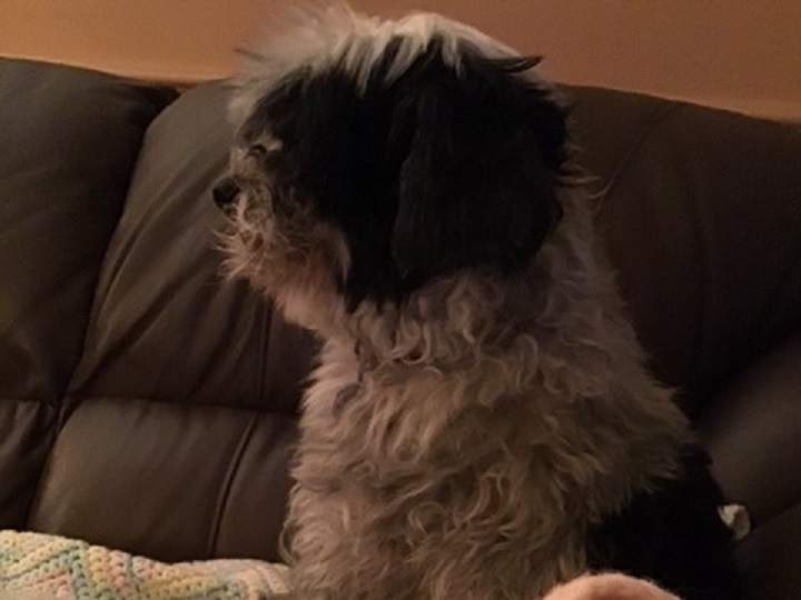 A Kelowna woman says her pet dog, Spike, seen here post-surgery, was attacked late last month. She claims the attack left her dog with a broken jaw and a broken molar that had to be extracted.