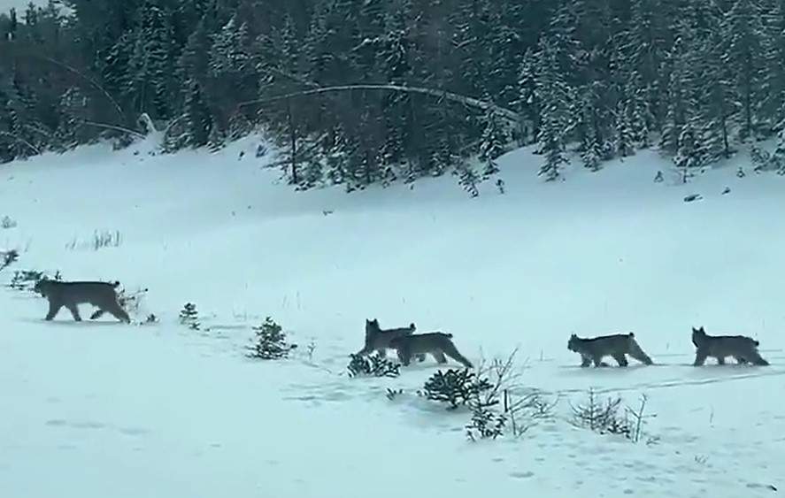 Manitoba Hydro employee Shaun Kirchmann filmed a family of lynx crossing the highway near Grand Rapids, Man.