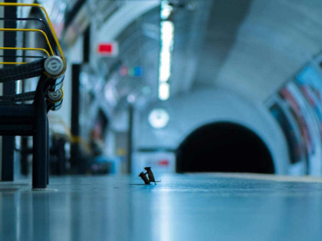 Photographer Sam Rowley's photograph 'Station Squabble' features two tiny mice fighting in a subway station. It won people's choice for Wildlife Photographer of the Year from London's Natural History Museum.
