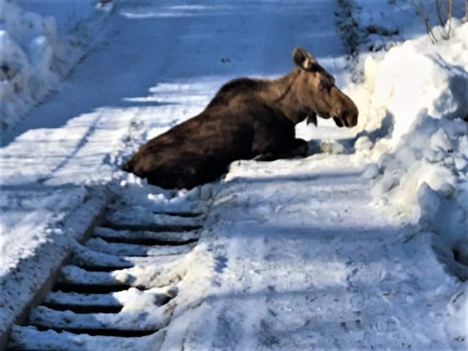 A young cow moose's hind legs slid through the rungs of a bridge near Peachland. 