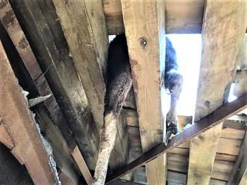 Courtesy: B.C. Conservation Officer Service