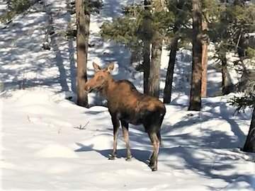 Courtesy: B.C. Conservation Officer Service