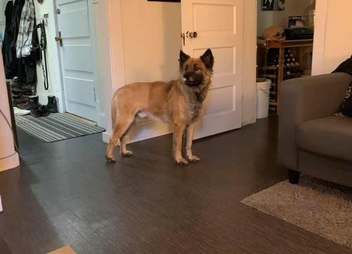 Murray the dog is back at home after spending three months avoiding capture and living in Assiniboine Forest.