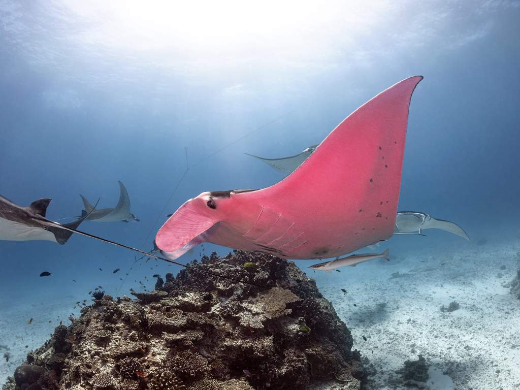 Photographer Kristian Laine captured photos of the rare pink manta ray while out at the Great Barrier Reef.