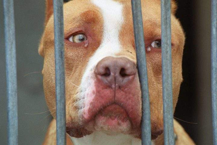 A pit bull-type dog is shown at a kennel in this file photo.