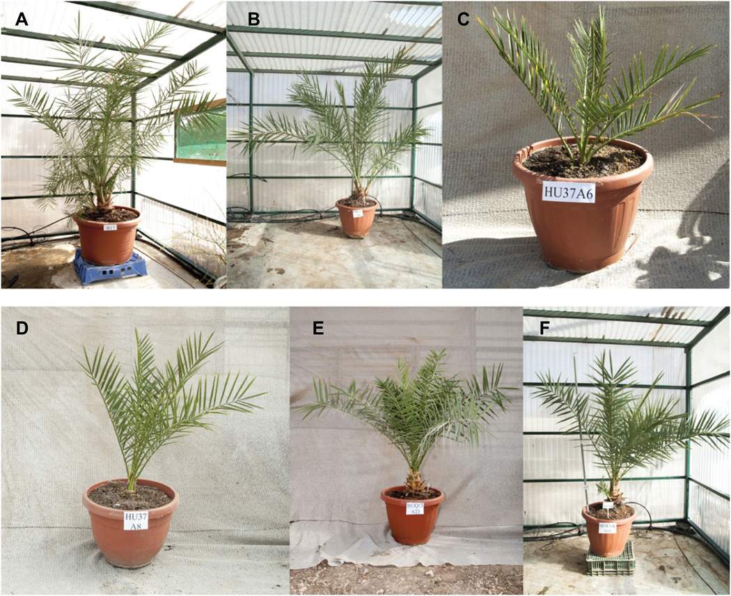 Six Judean date palms are shown in this handout photo.