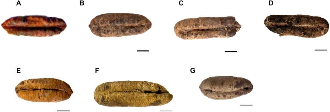 Seven germinated ancient date seeds are shown before they were planted.