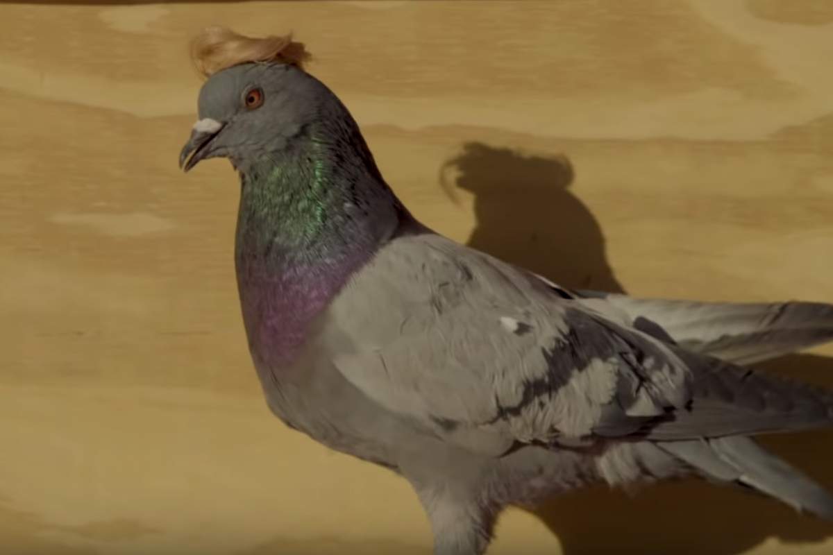 A pigeon is shown with a glued-on shock of hair meant to resemble Donald Trump’s in this image from video.