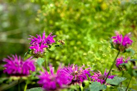 Canada Blooms said the event will go on as planned in Toronto beginning March 13.