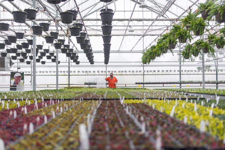 Heeman's greenhouse in London.