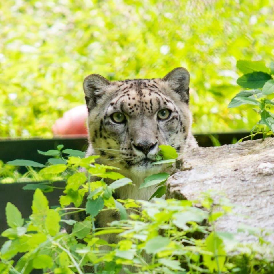 Lexie, the snow leopard. 