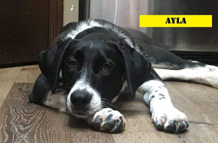 A dog at the Lethbridge shelter.
