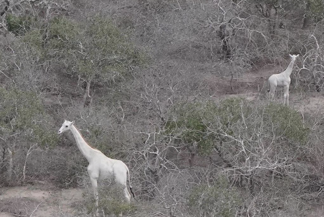 Two white giraffes are shown in the Ishaqbini Conservancy in October 2019.