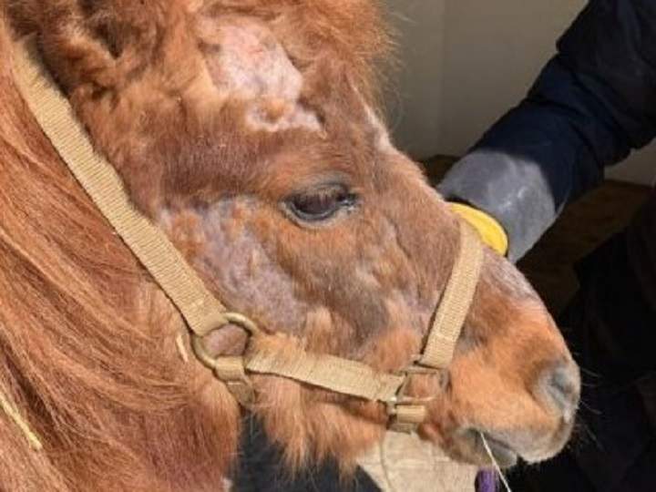 The B.C. SPCA says the miniature horses were in devastating condition and suffering hair loss due to lice.
