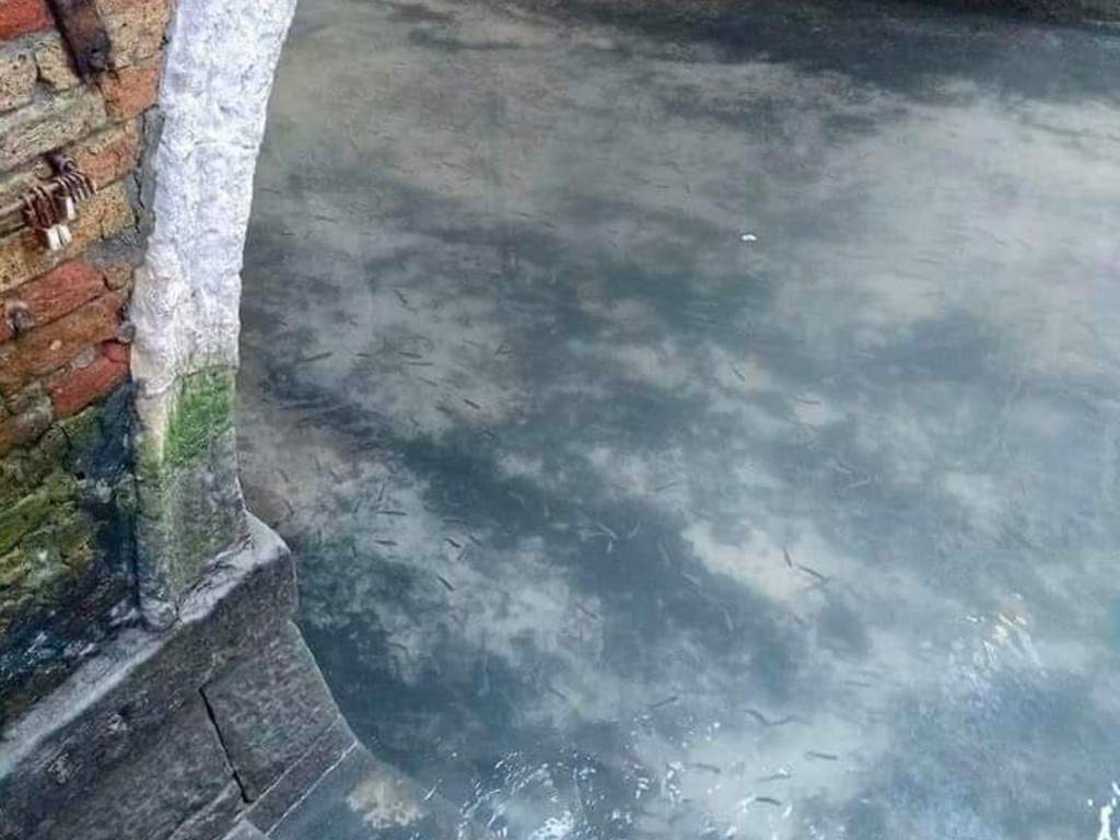 The Venice canal has been running clear since the country has been under coronavirus lockdown.