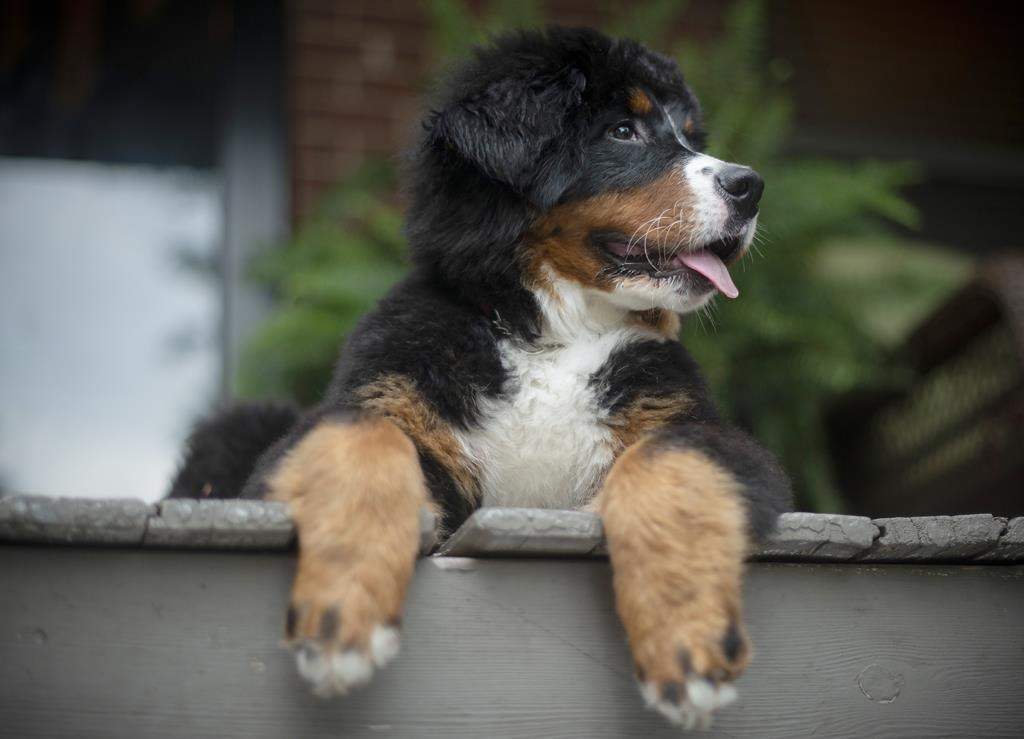 The B.C. SPCA has seen an uptick in adoptions since the pandemic began.
