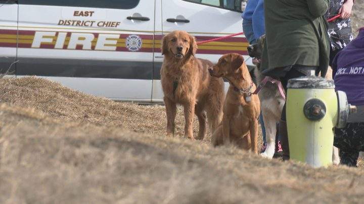 Calgary's Chasin' Tails was evacuated on Tuesday, March 3, 2020.