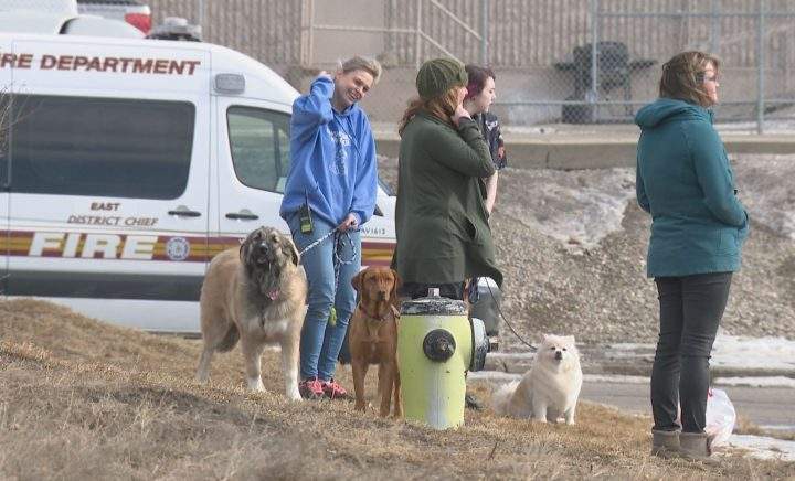 Fire crews responded to a Calgary doggy daycare due to the smell of smoke in the building on Tuesday, March 3, 2020.