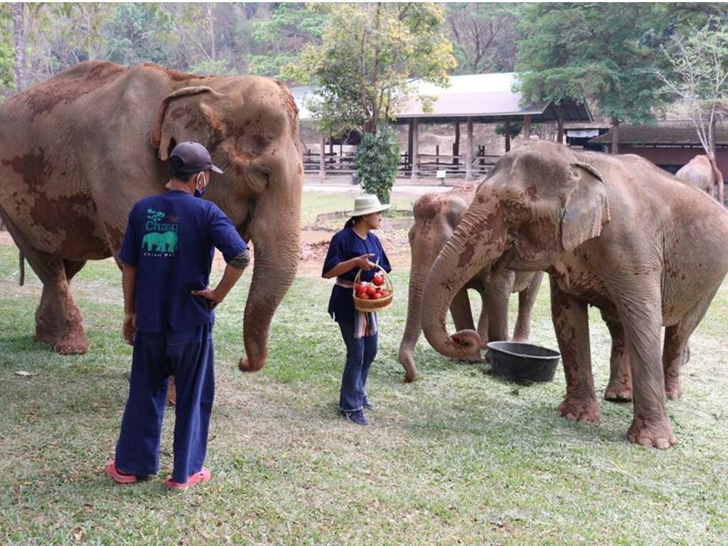 The Maesa Elephant Camp in Chiang Mai, Thailand announced their elephants would be put out of tourism work during the COVID-19 outbreak.