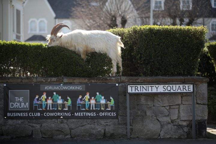 A goat is seen in Llandudno as the spread of the novel coronavirus disease, COVID-19, continues, Llandudno, Wales, Britain, March 31, 2020.