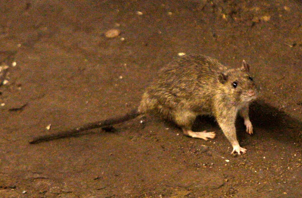 Vancouver, Victoria and Burnaby were named as B.C.’s top three cities in Orkin Canada’s annual ‘rattiest cities’ list for 2020.