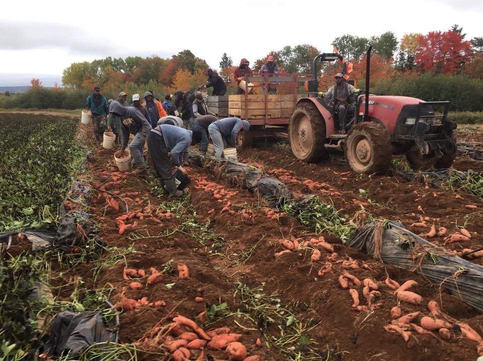 Temporary foreign workers tend to crops at Charles Keddy Farms in Annapolis Valley, NS