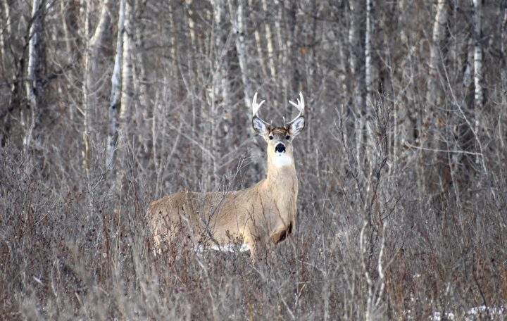 Frances Petersen took the March 23 Your Saskatchewan photo near Windthorst.