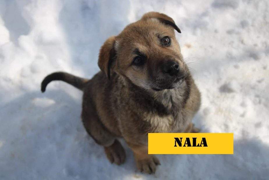 A dog at the Lethbridge shelter.