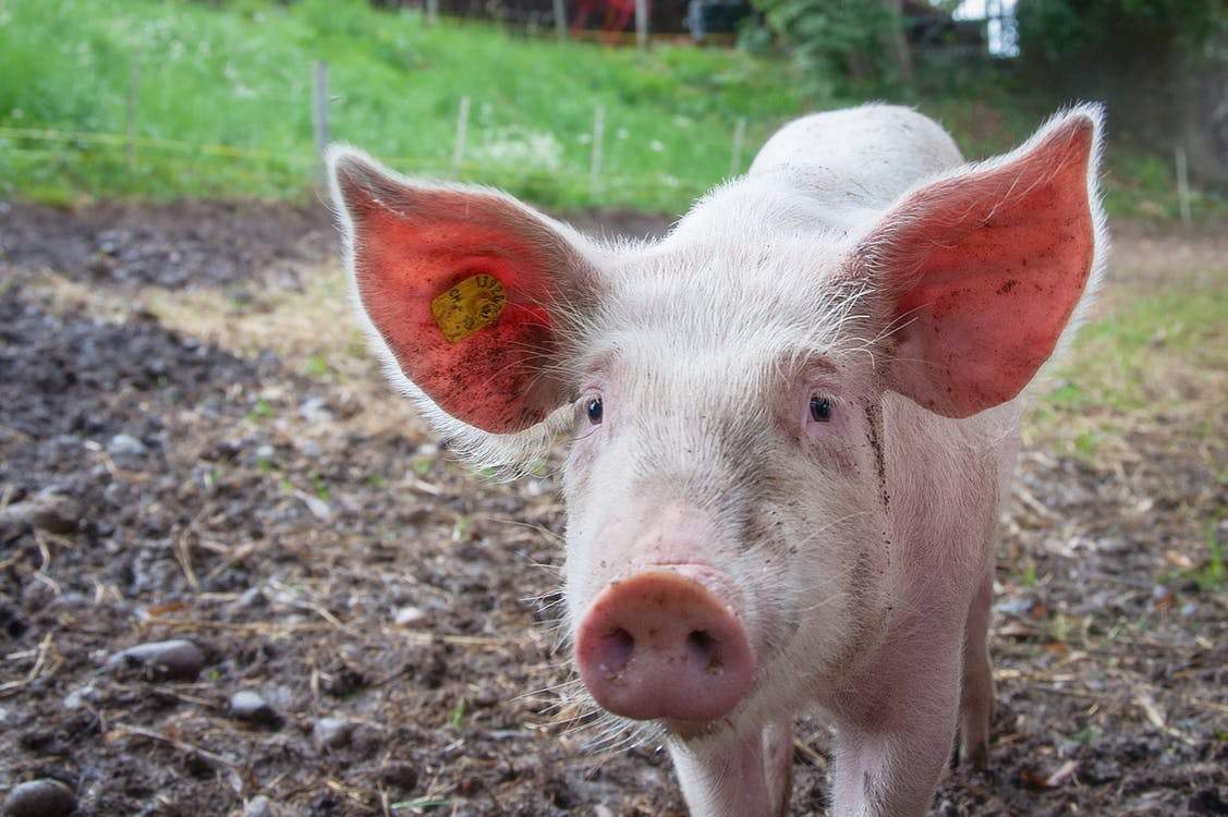 The pigs were wearing pedometers to prove that they were free range.
