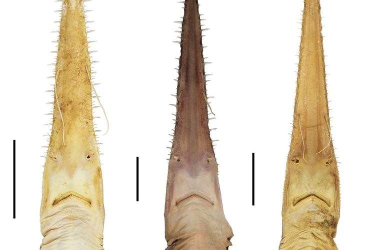 The three known species of sawshark are shown. the new Pliotrema kajae is shown on the left, while the new Pliotrema annae is on the right.