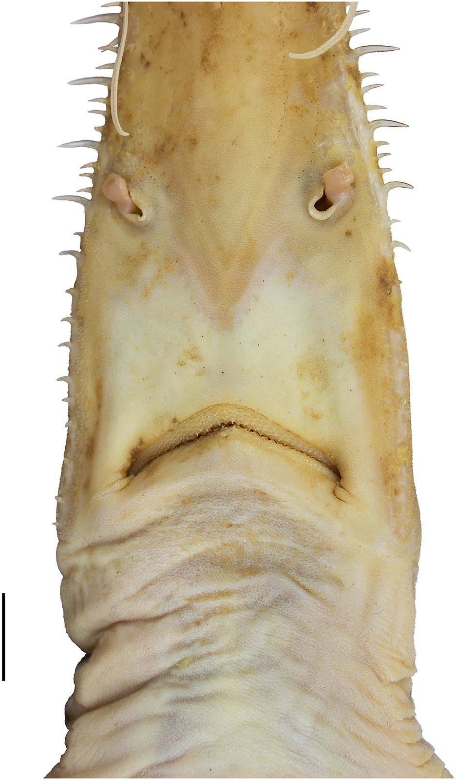 Pliotrema kajae, a species of six-gilled sawshark, is shown in this handout photo.