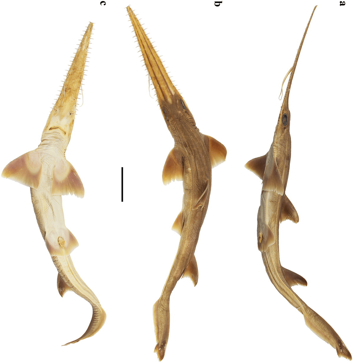 Pliotrema kajae, a species of six-gilled sawshark, is shown in this handout photo.