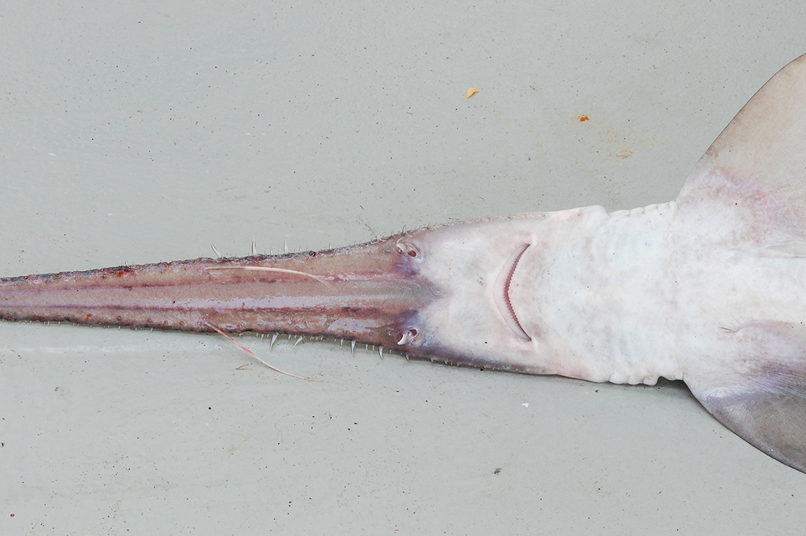 Pliotrema kajae, a species of six-gilled sawshark, is shown in this handout photo.