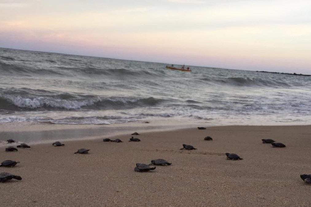 Hawksbill sea turtle hatchlings crawl toward the surf on Janga Beach in Paulista, Brazil, on March 22, 2020.