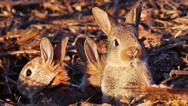 The Saskatchewan Wildlife Federation is reminding residents not to interfere with wild rabbit babies who may look to be abandoned by their parents. 