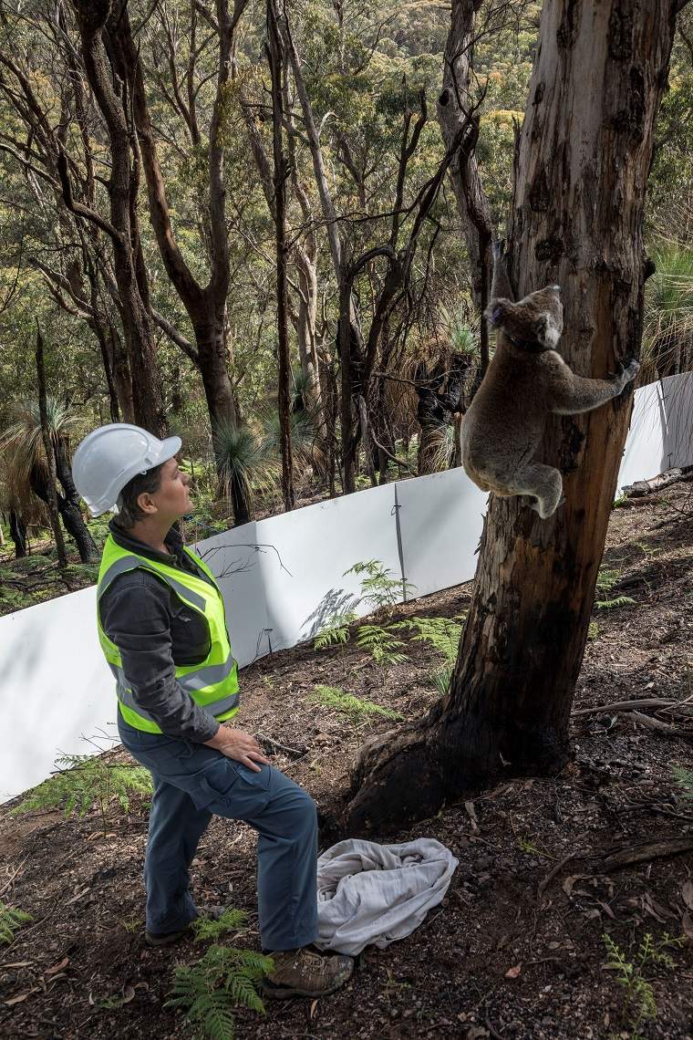 One of the koalas rescued from Blue Mountains bushfires is returned back into the forest of in Kanangra-Boyd National Park, News South Wales, Australia March 23, 2020 in this picture obtained March 26, 2020 from social media.