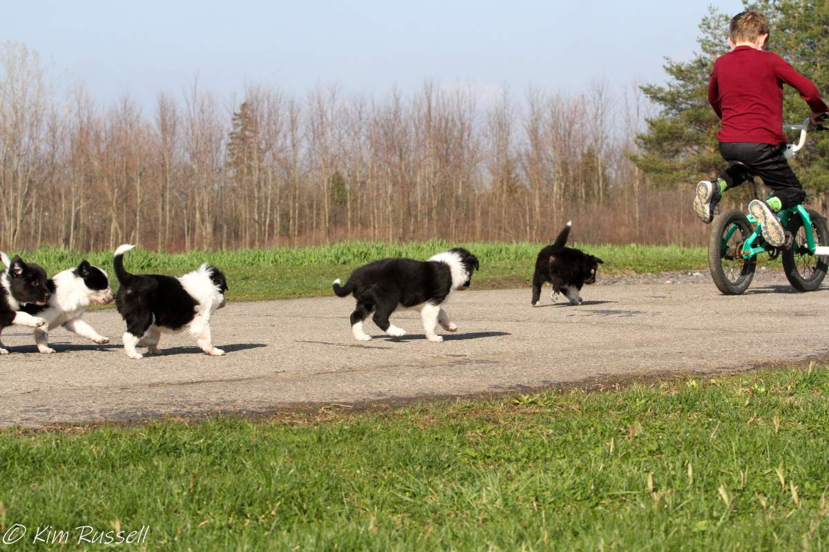 power tripp border collies